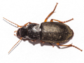 Harpalus rufipes